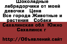 Шоколадные лабрадорчики от моей девочки › Цена ­ 25 000 - Все города Животные и растения » Собаки   . Сахалинская обл.,Южно-Сахалинск г.